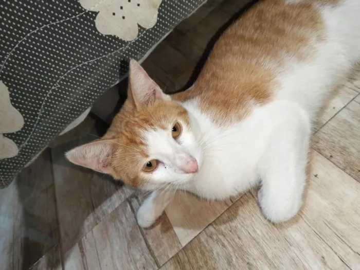 Gato raça SRD-ViraLata idade 7 a 11 meses nome Jefinho