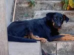 Cachorro raça SRD-ViraLata idade 4 anos nome Cido