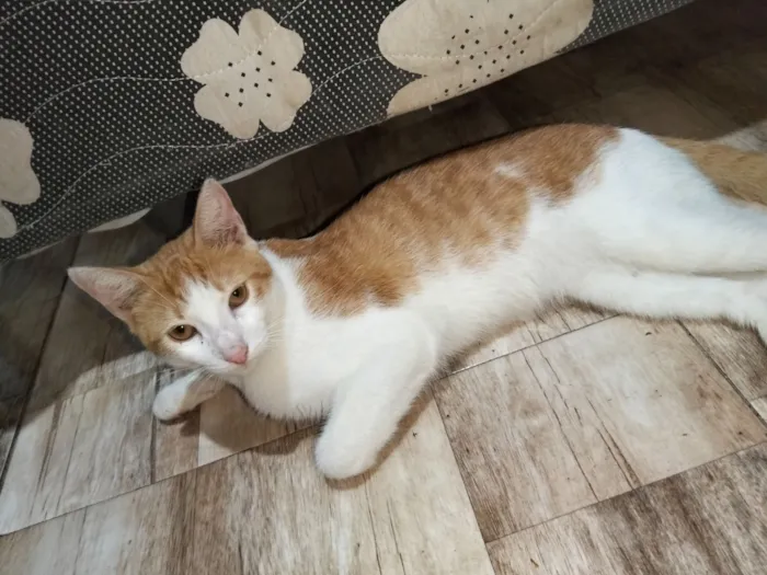 Gato raça SRD-ViraLata idade 7 a 11 meses nome Jefinho