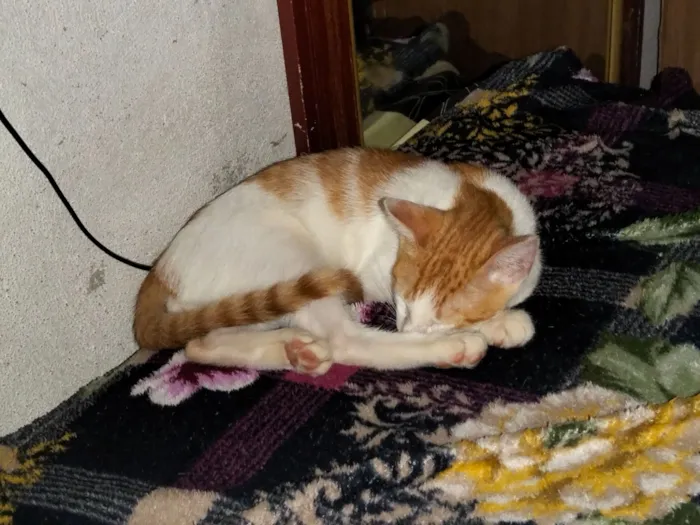 Gato raça SRD-ViraLata idade 7 a 11 meses nome Jefinho