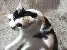 Gato raça SRD-ViraLata idade 1 ano nome Mika