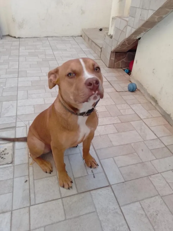 Cachorro raça Pit-Bull idade 2 a 6 meses nome zig