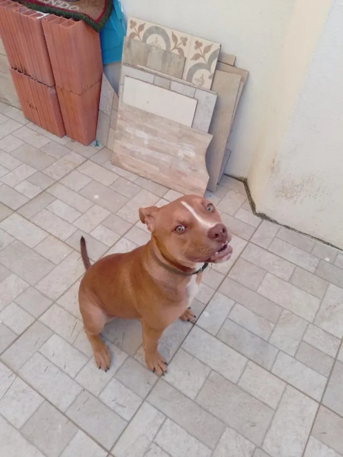 Cachorro raça Pit-Bull idade 2 a 6 meses nome zig