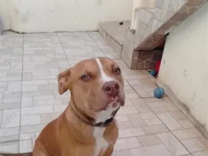 Cachorro raça Pit-Bull idade 2 a 6 meses nome zig