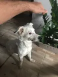 Bartô