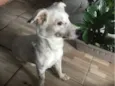 Bartô