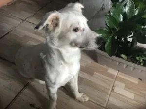Cachorro raça SRD-ViraLata idade 1 ano nome Bartô