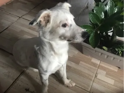 Cachorro raça SRD-ViraLata idade 1 ano nome Bartô