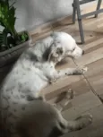Bartô