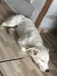 Bartô