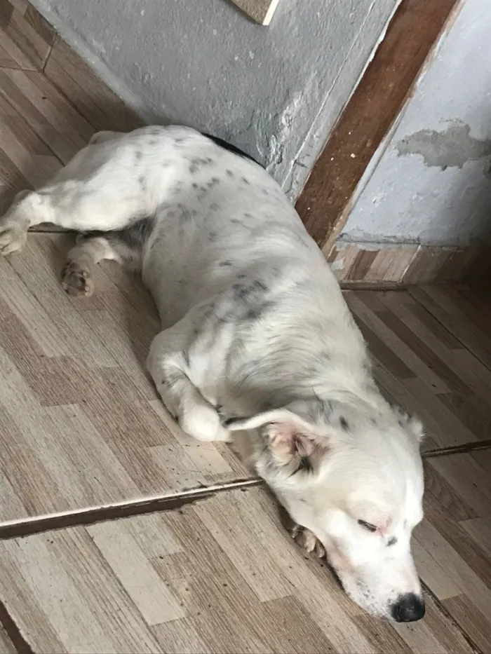 Cachorro raça SRD-ViraLata idade 1 ano nome Bartô