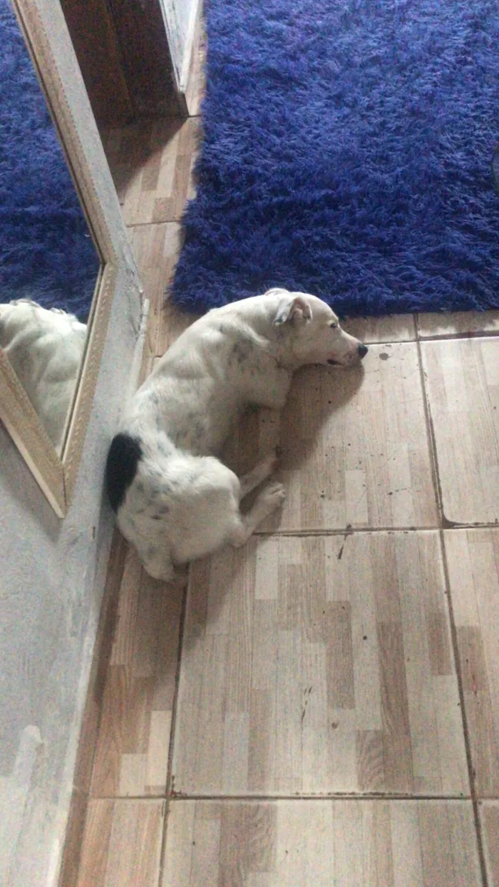 Cachorro raça SRD-ViraLata idade 1 ano nome Bartô