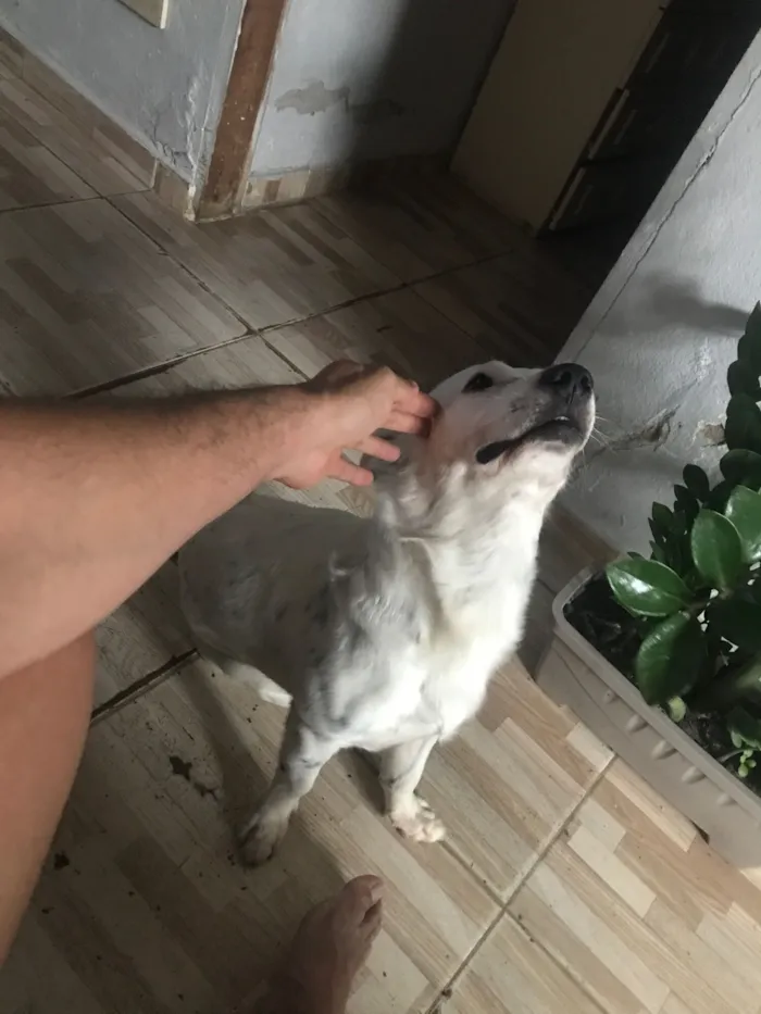 Cachorro raça SRD-ViraLata idade 1 ano nome Bartô