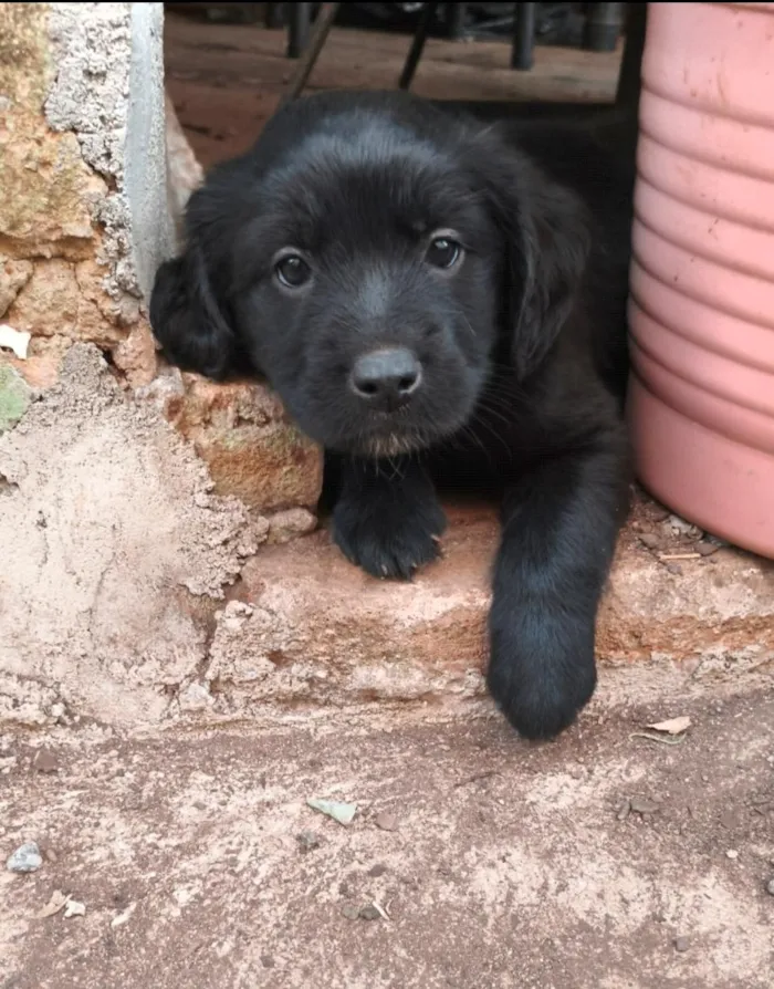 Cachorro raça SRD-ViraLata idade Abaixo de 2 meses nome sem nome