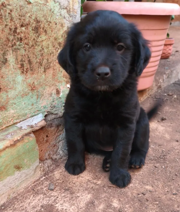 Cachorro raça SRD-ViraLata idade Abaixo de 2 meses nome sem nome