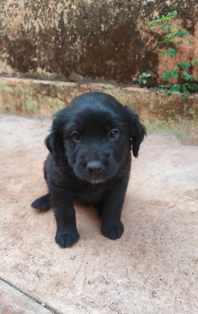 Cachorro raça SRD-ViraLata idade Abaixo de 2 meses nome sem nome