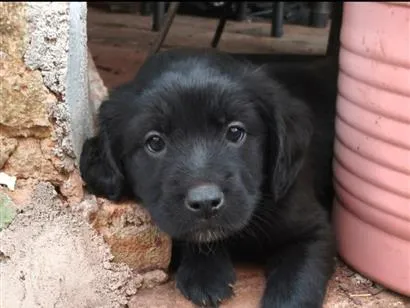 Cachorro raça SRD-ViraLata idade Abaixo de 2 meses nome sem nome