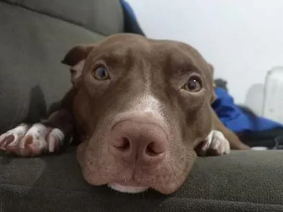 Cachorro raça Pit-Bull idade 1 ano nome Nalu