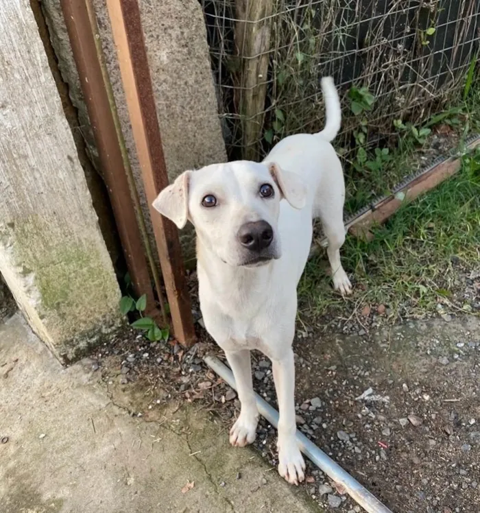 Cachorro raça SRD-ViraLata idade 1 ano nome Branco 