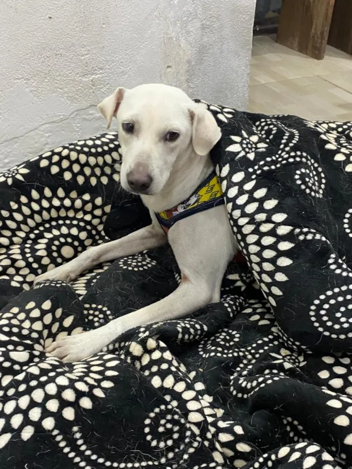 Cachorro raça SRD-ViraLata idade 1 ano nome Branco 