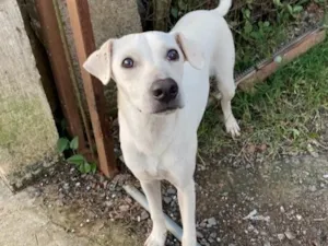 Cachorro raça SRD-ViraLata idade 1 ano nome Branco 