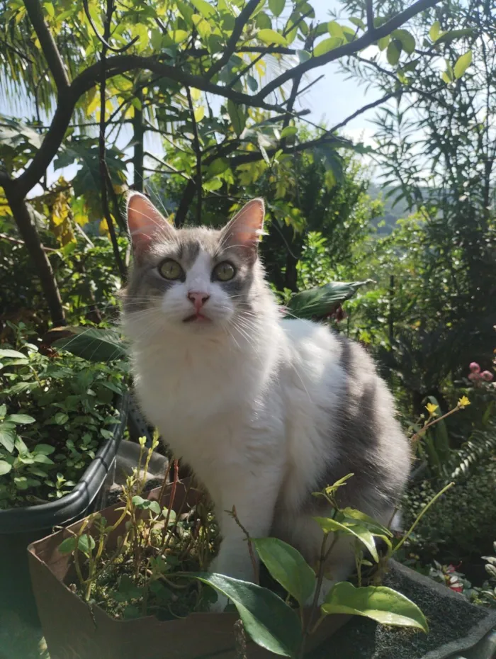 Gato raça SRD-ViraLata idade 7 a 11 meses nome Bolilha