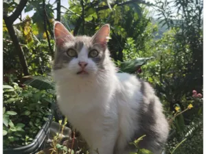 Gato raça SRD-ViraLata idade 7 a 11 meses nome Bolilha