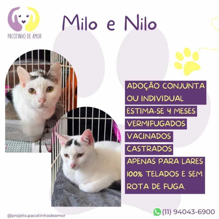Gato raça SRD-ViraLata idade 2 a 6 meses nome Milo e Nilo