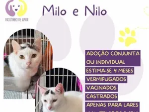 Gato raça SRD-ViraLata idade 2 a 6 meses nome Milo e Nilo