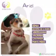 Ariel