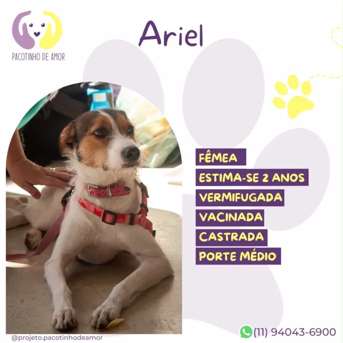 Cachorro raça SRD-ViraLata idade 2 anos nome Ariel