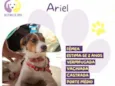 Ariel