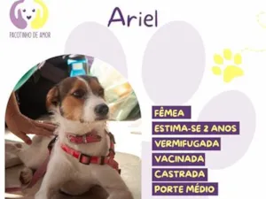 Cachorro raça SRD-ViraLata idade 2 anos nome Ariel