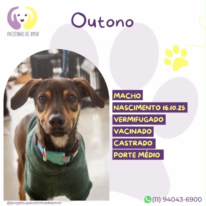 Cachorro raça SRD-ViraLata idade 7 a 11 meses nome Outono
