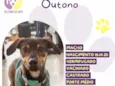 Outono