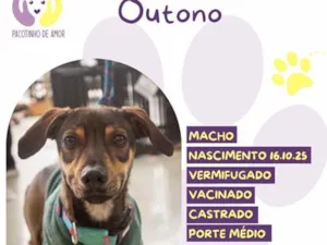 Cachorro raça SRD-ViraLata idade 7 a 11 meses nome Outono