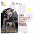 Scooby