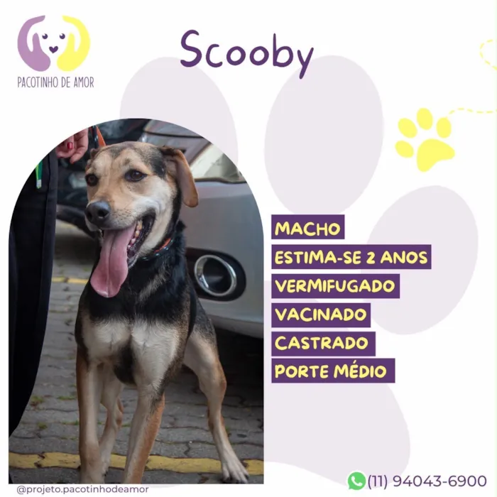 Cachorro raça SRD-ViraLata idade 2 anos nome Scooby