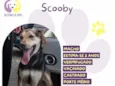 Scooby