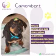 Camembert