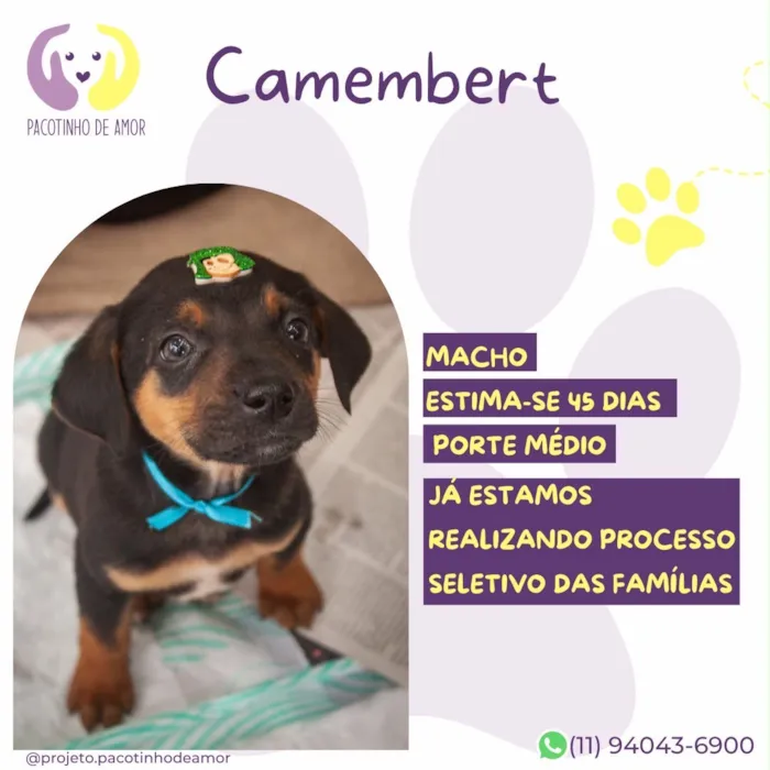 Cachorro raça SRD-ViraLata idade 2 a 6 meses nome Camembert