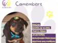 Camembert