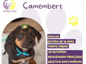 Cachorro raça SRD-ViraLata idade 2 a 6 meses nome Camembert