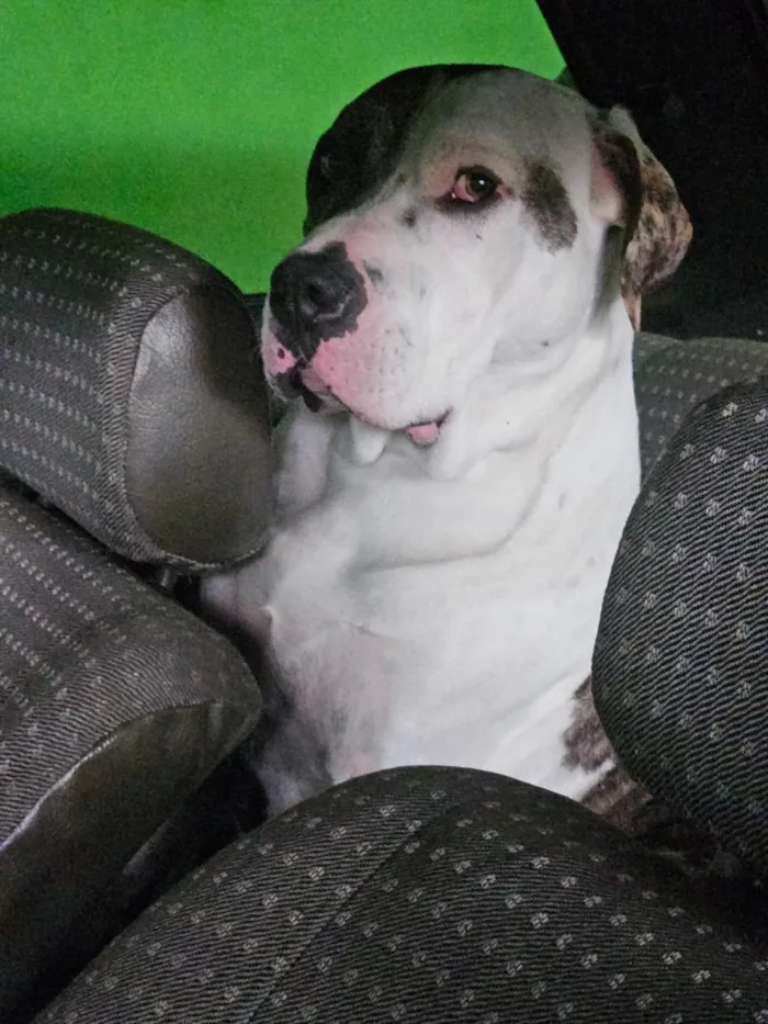 Cachorro raça Pit-Bull idade 5 anos nome THOR