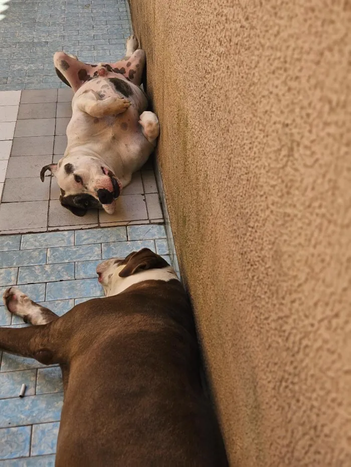 Cachorro raça Pit-Bull idade 5 anos nome THOR