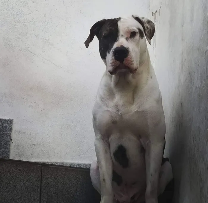 Cachorro raça Pit-Bull idade 5 anos nome THOR