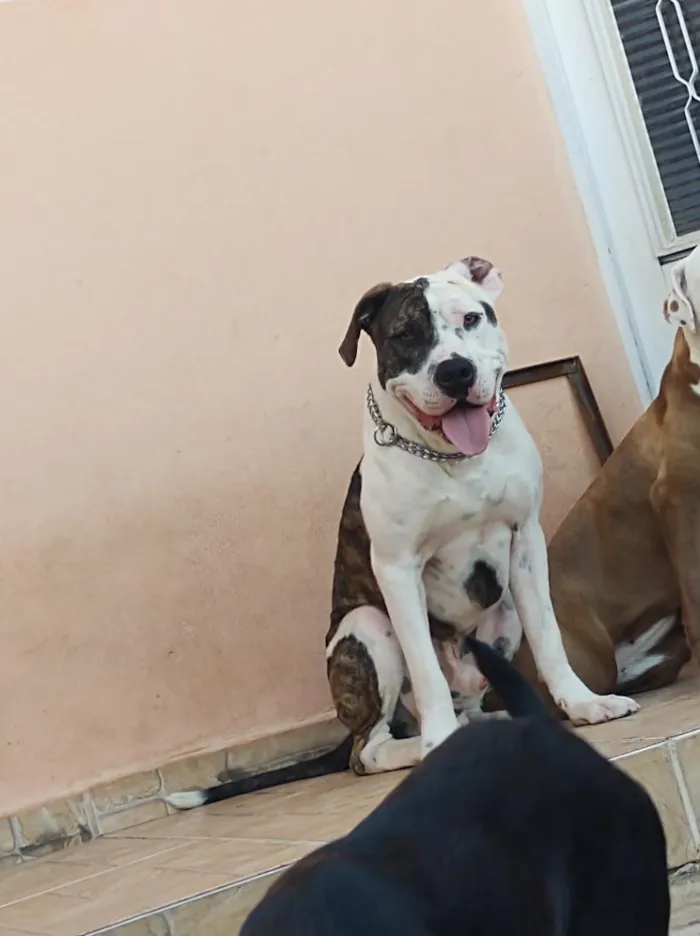 Cachorro raça Pit-Bull idade 5 anos nome THOR