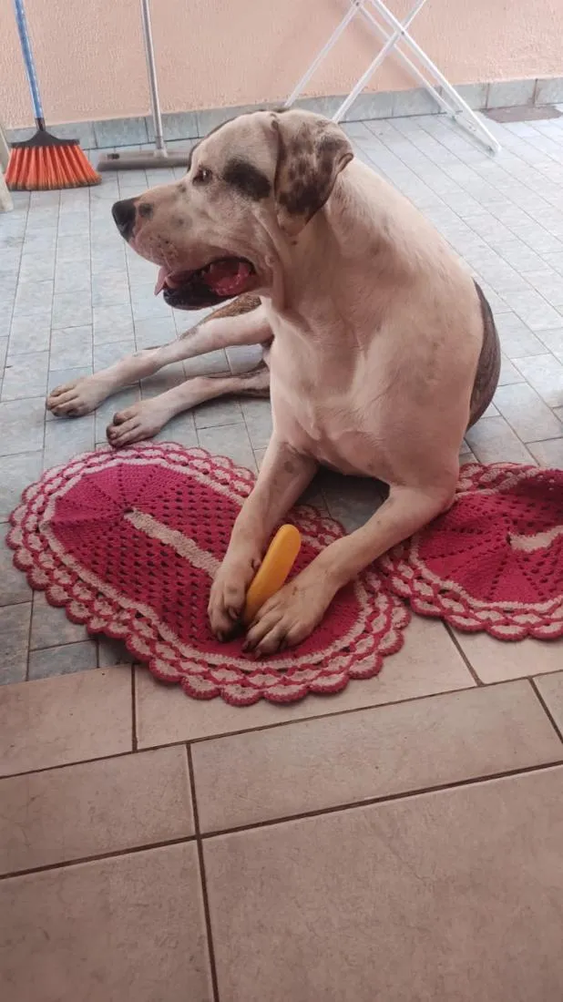 Cachorro raça Pit-Bull idade 5 anos nome THOR