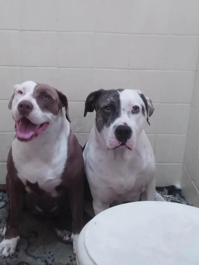 Cachorro raça Pit-Bull idade 5 anos nome THOR