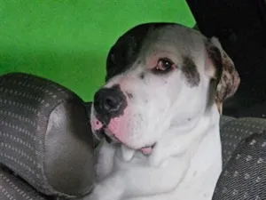 Cachorro raça Pit-Bull idade 5 anos nome THOR